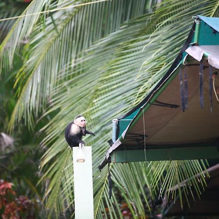 Rafiki Beach Camp Matapalo  Zewnętrze zdjęcie