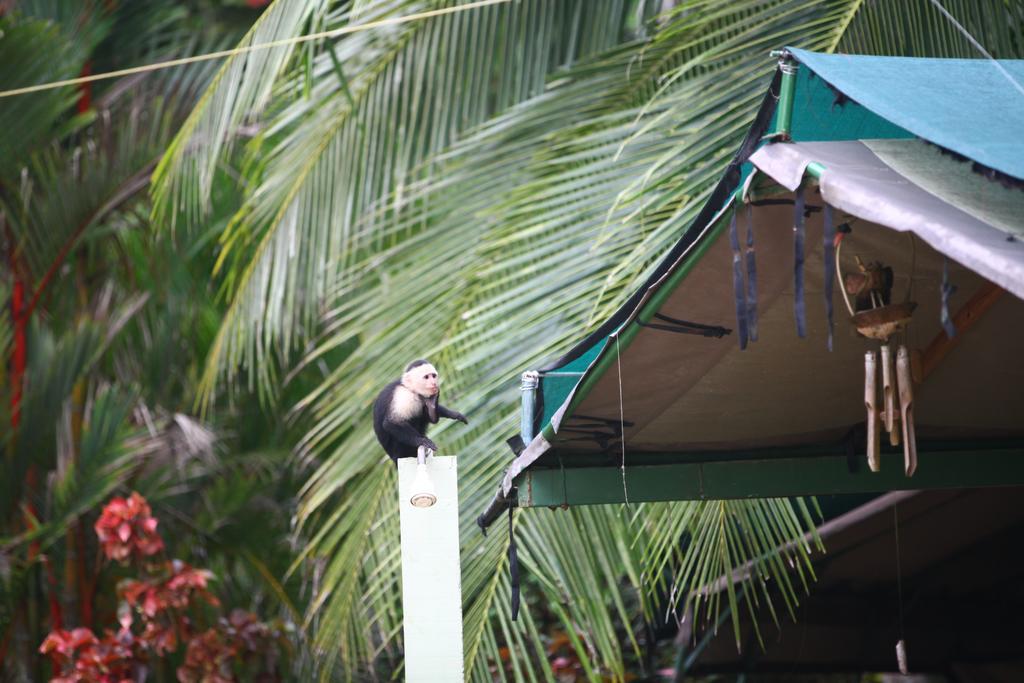 Rafiki Beach Camp Matapalo  Zewnętrze zdjęcie